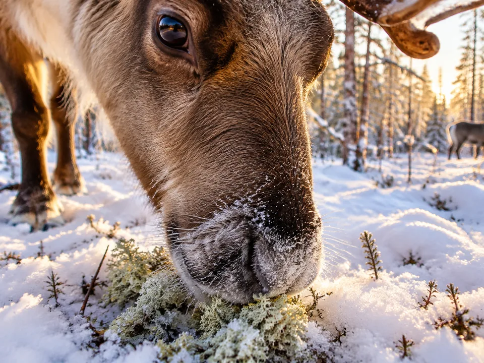 A reindeer digging pale lichen out of the snow