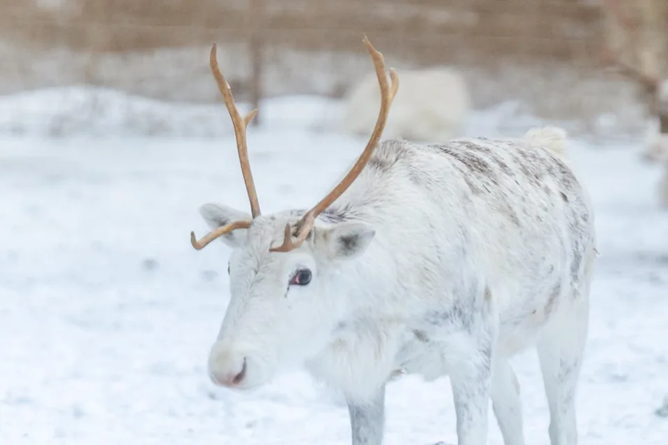 A white reindeer standing in the snow
