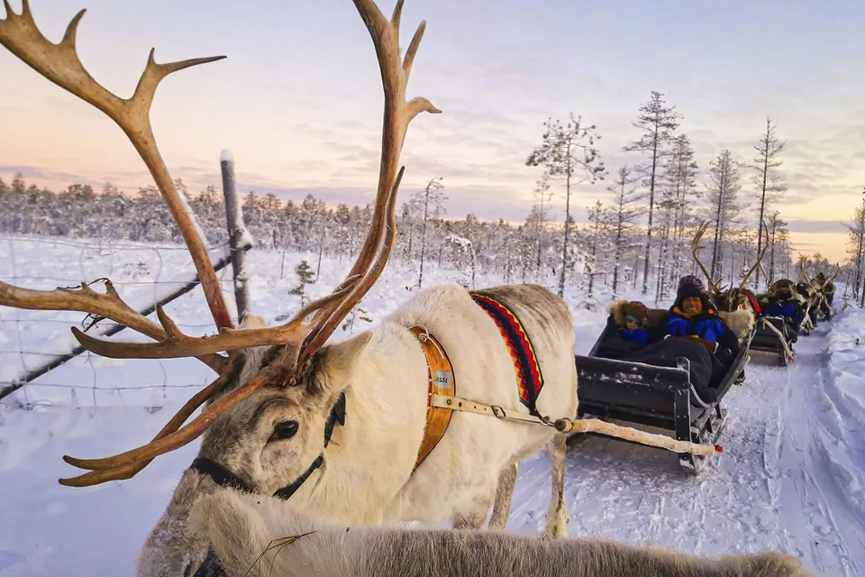 A reindeer pulling a sleigh along a snowy trail at sunset
