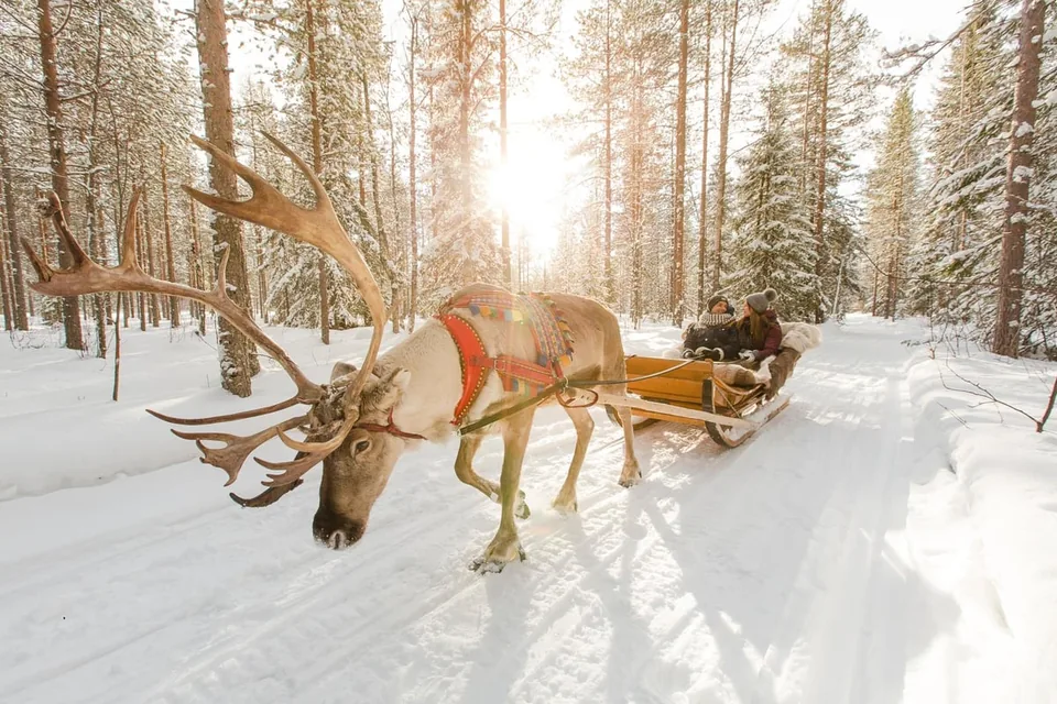 A reindeer sleigh on a sunlit forest track in winter