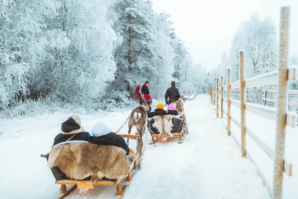 Reindeer sleighs on a frosted forest track beside a wooden fence